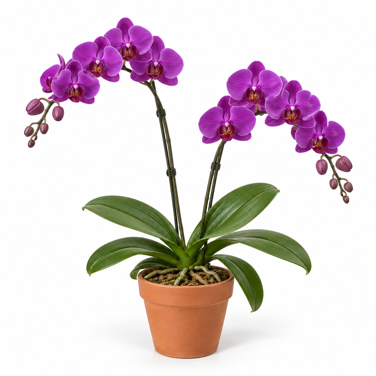 紫色蘭花